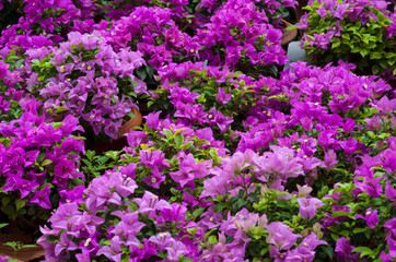 Obraz premium Bougainvillea pink flowers