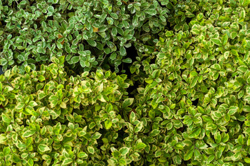 Green foliage pattern