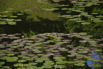 water lily background
