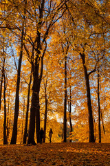 Tall trees in the autumn park. Golden Autumn in Tsaritsyno, Moscow.