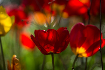 field of red tulips
