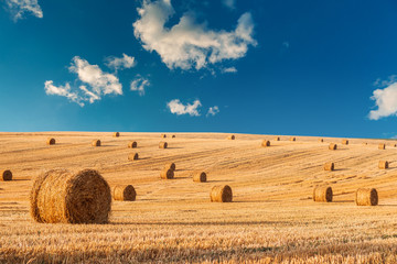 Wheat field after harvest with straw bales at sunset