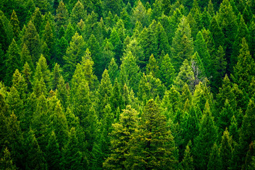 Forest of pine trees in wilderness mountains rugged