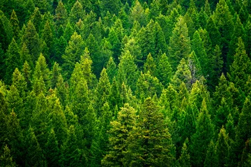 Rolgordijnen Forest of pine trees in wilderness mountains rugged © Lane Erickson