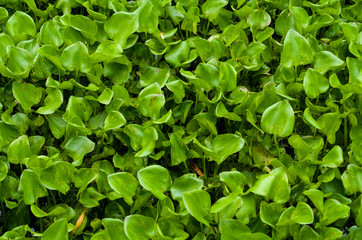 Fototapeta na wymiar Green foliage pattern