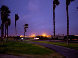 Palm trees on a windy evening with oil derrick in background.