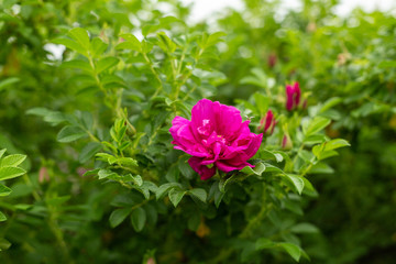 Arboretum