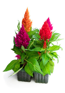 Set of colorful celosia plant isolated on white