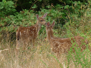 Black Tail Fawns