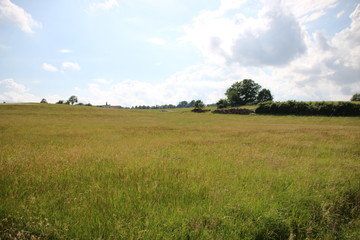 Grüne Landschaft im Sommer 