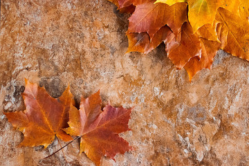 Ginger maple leaves on ginger marble background. Concept of autumn.