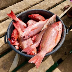 fresh fish on ice