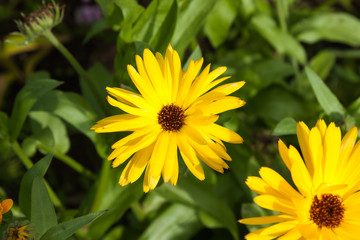 yellow and orange flowers of calendula officinalis on green leaf background, selective focus