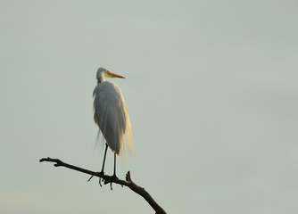 Great Egret perched in a tree along the shore