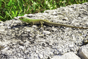 Green Oriental Garden Lizard, eastern garden lizard or changeable lizard on the rock against green background in natural garden in Croatia