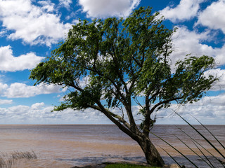 Fototapeta na wymiar Lonely tree in coast