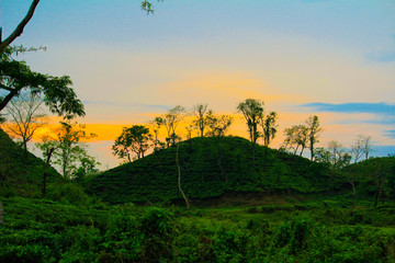 sunset over the field
