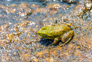 A frog sits near a river