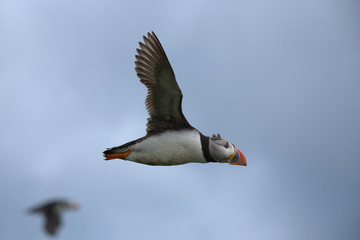 Atlantic puffin , Fratercula arctica
