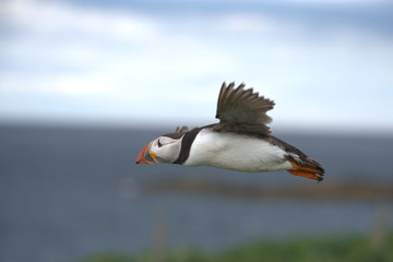 Atlantic puffin , Fratercula arctica