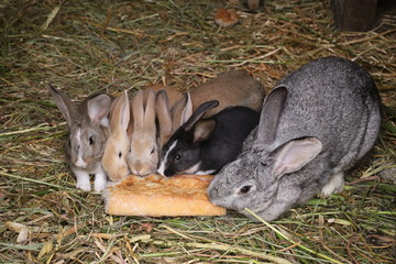 crias de conejo comiendo pan junto a su madre © M.Madriñán