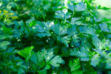 Fototapeta na wymiar parsley growing in garden