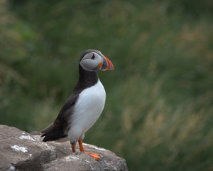 Atlantic puffin , Fratercula arctica