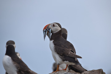 Atlantic puffin , Fratercula arctica