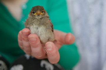 Little Sparrow in hand outdoors