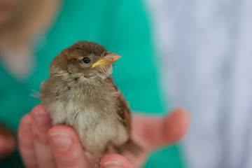 Little Sparrow in hand outdoors. Friendship between animals