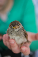 Little sparrow in hand blinks an eye, Proximity concept with nature. friendship between animals.