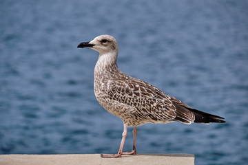 Young seagull on the beach