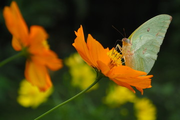butterfly on an orange  flower