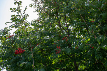 Branches of European Mountain Ash Rowan tree with ripe berries, (Sorbus Aucuparia)