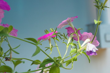 pink flowers on light background