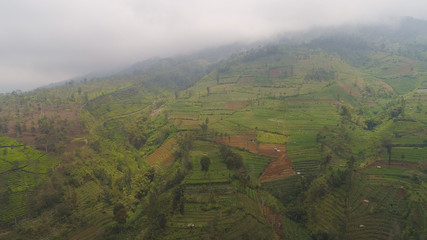agricultural land in mountains fog and clouds, fields with crops, trees. Aerial view farmlands on mountainside Java, Indonesia. tropical landscape