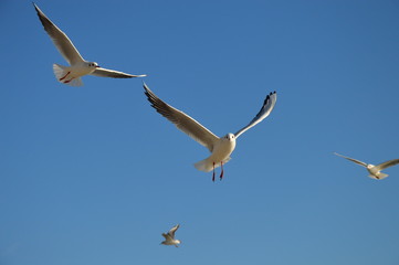 Seagull flying in the blue sky