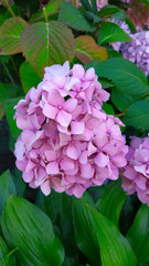 Beautiful purple hydrangea or hortensia flower close up. Artistic natural background. Flower in bloom in spring for your design