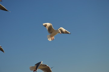 Big seagull in flight