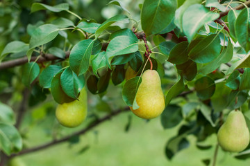 yellow  ripe juicy pears grow on a tree in the garden outside on a Sunny day