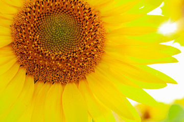 Naklejka premium Sunflower natural background. Sunflower blooming. Agriculture field.