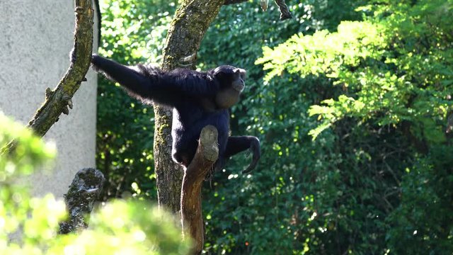 The black-headed spider monkey, Ateles fusciceps is a species of spider monkey, a type of New World monkey, from Central and South America.