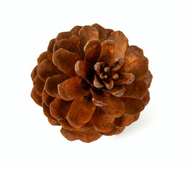 pine cones isolated on white backrgound