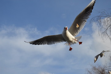 Seagull is catching bread on the flight