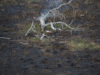 Burned grass. Spring fires. Ashes of the burnt grass. A field with burnt grass with trash and burnt trees.