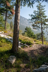 Fototapeta premium Landscape with pines in Italian Alps in summer day