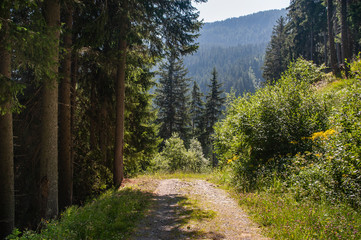 Fototapeta na wymiar Road in the forest of Italian Alps in summer day 