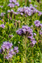 Blooming violet phacelia in the field. Floral background.