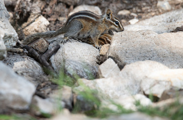 Little Chippy