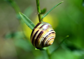 Schneckehaus im Grünen